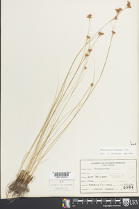 Rhynchospora torreyana image