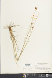 Rhynchospora torreyana image