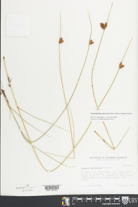 Schoenoplectus americanus image