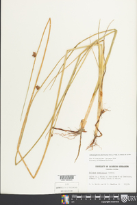 Schoenoplectus americanus image