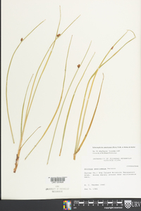 Schoenoplectus americanus image