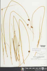 Schoenoplectus americanus image