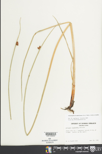 Schoenoplectus americanus image