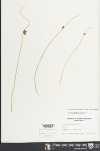 Schoenoplectus americanus image