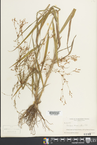 Scirpus divaricatus image