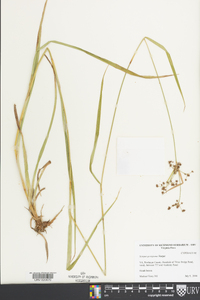 Scirpus georgianus image