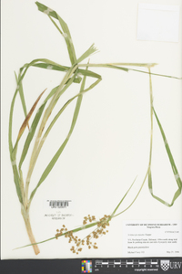 Scirpus georgianus image