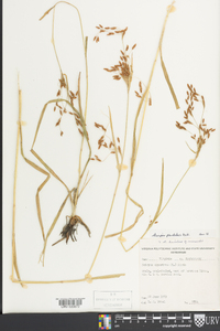 Scirpus pendulus image