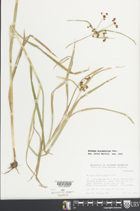 Scirpus polyphyllus image