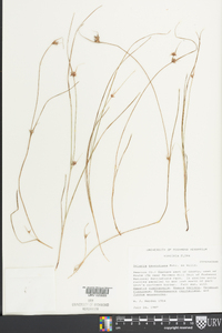 Scleria pauciflora image