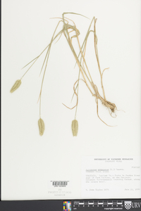 Agropyron cristatum image