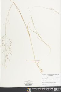 Agrostis capillaris image