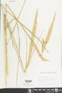 Ammophila breviligulata image