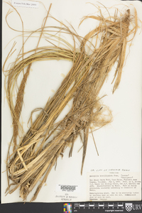 Ammophila breviligulata image