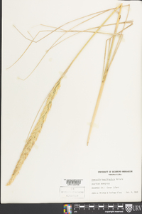 Ammophila breviligulata image