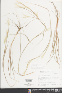 Andropogon ternarius var. ternarius image