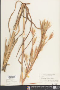 Andropogon mohrii image