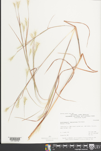 Andropogon ternarius image