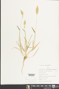 Anthoxanthum odoratum image