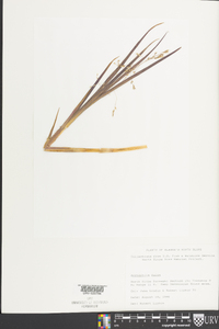 Arctophila fulva image