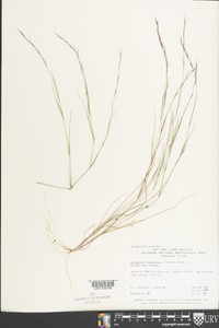 Aristida curtissii image