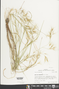 Aristida desmantha image