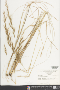 Aristida gyrans image