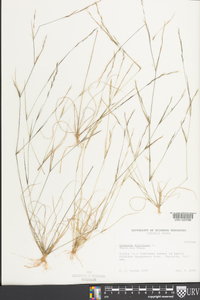 Aristida dichotoma image