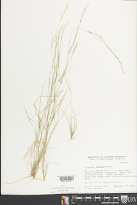 Aristida dichotoma image