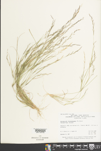 Aristida dichotoma image