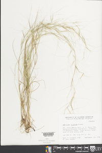 Aristida oligantha image