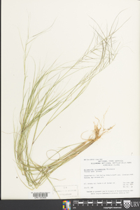 Aristida oligantha image