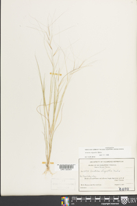 Aristida oligantha image