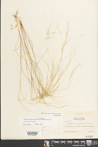 Aristida oligantha image