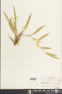Axonopus furcatus image