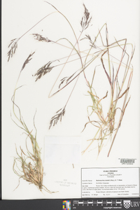 Bothriochloa bladhii image