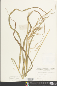 Bothriochloa glabra image
