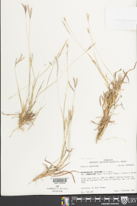 Bothriochloa ischaemum var. songarica image