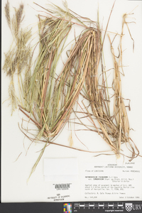 Bothriochloa ischaemum image