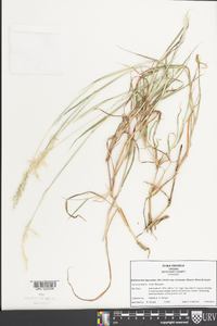 Bothriochloa laguroides image