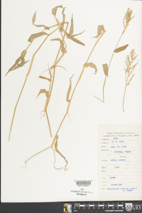 Urochloa villosa image