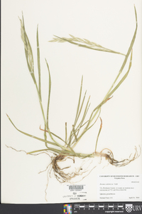 Bromus catharticus image