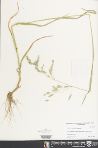 Bromus commutatus image