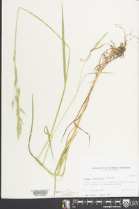 Bromus commutatus image