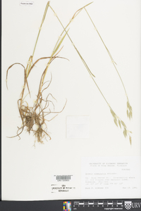 Bromus commutatus image