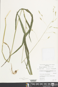 Bromus pubescens image