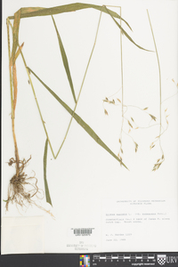 Bromus kalmii image