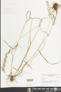 Bromus racemosus image