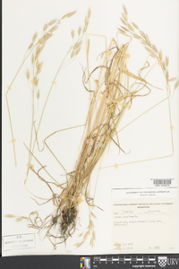 Bromus secalinus image