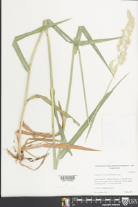 Calamagrostis coarctata image